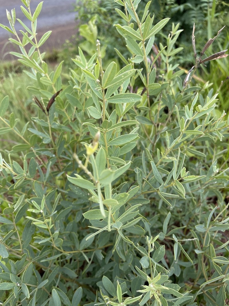 Argyrolobium transvaalense photo 7