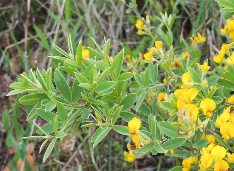 Argyrolobium transvaalense photo 8