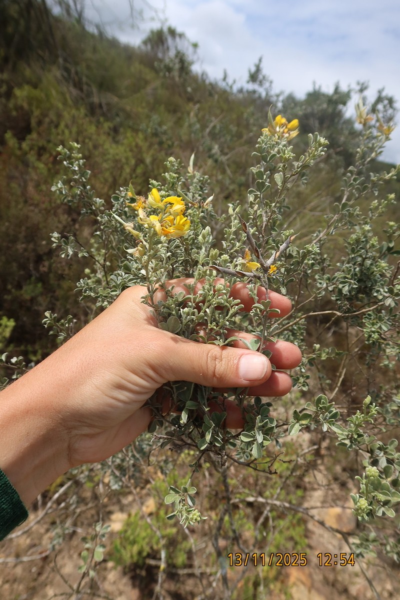 Argyrolobium trifoliatum
