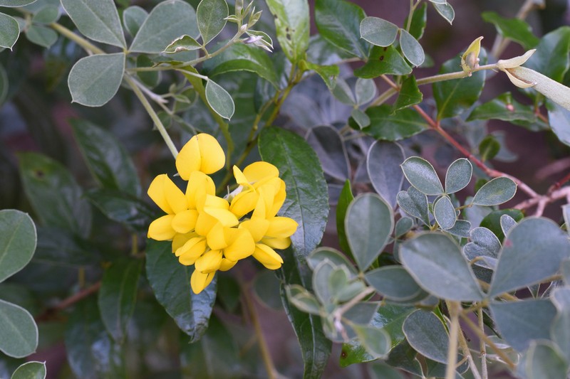 Argyrolobium trifoliatum photo 2