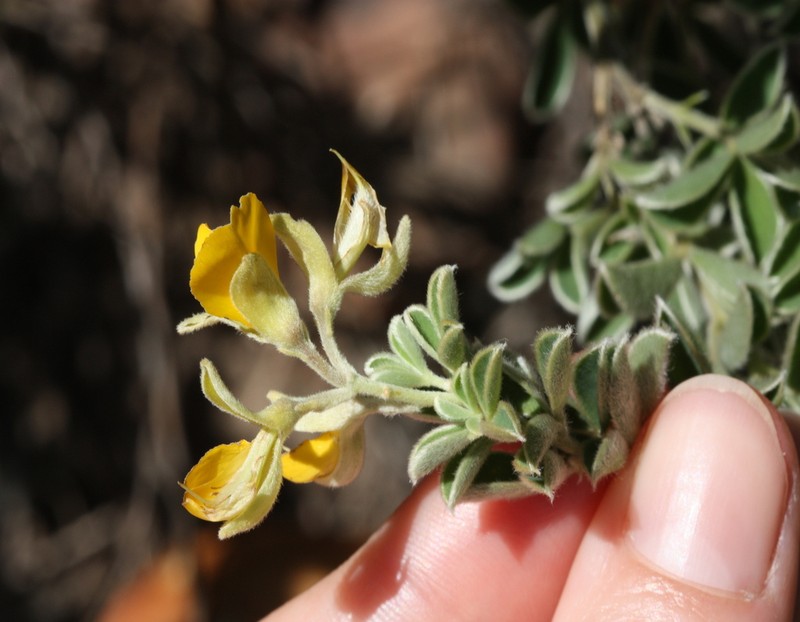 Argyrolobium trifoliatum photo 3