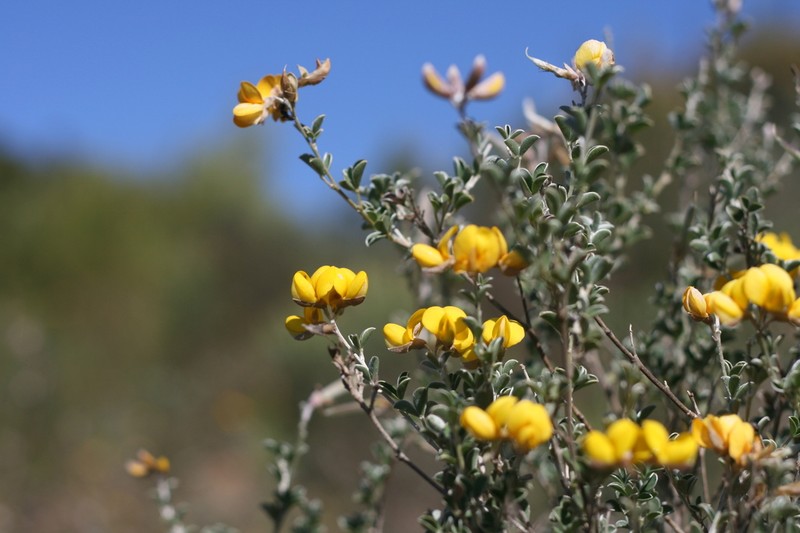 Argyrolobium trifoliatum photo 4