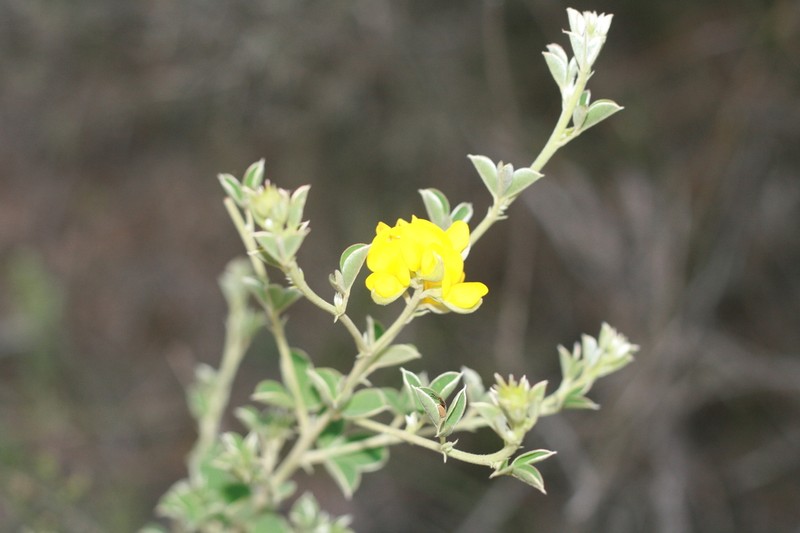 Argyrolobium trifoliatum photo 5