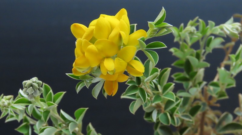 Argyrolobium trifoliatum photo 6