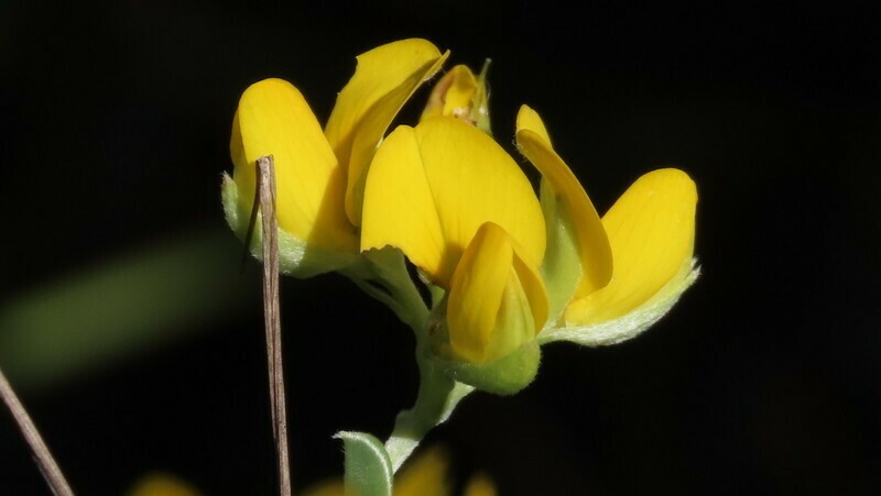 Argyrolobium trifoliatum photo 7