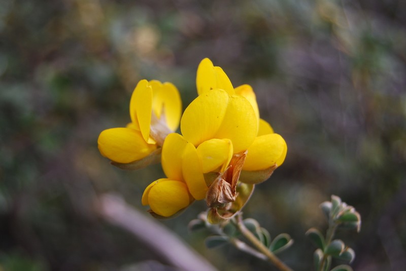 Argyrolobium trifoliatum photo 8