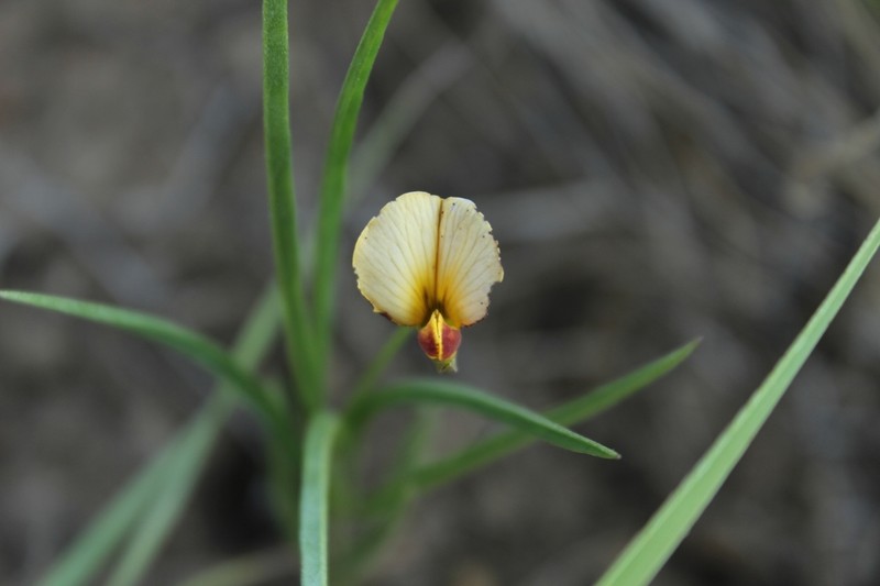 Argyrolobium tuberosum