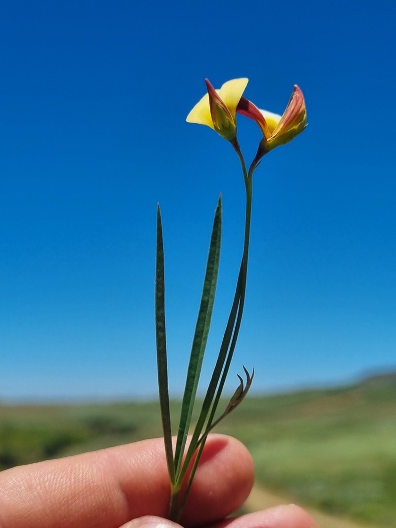 Argyrolobium tuberosum photo 2