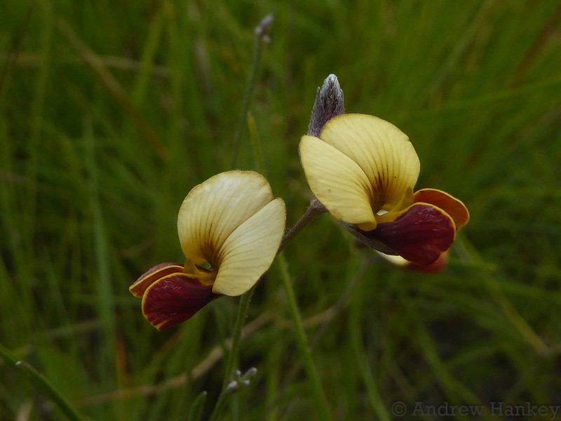 Argyrolobium tuberosum photo 3