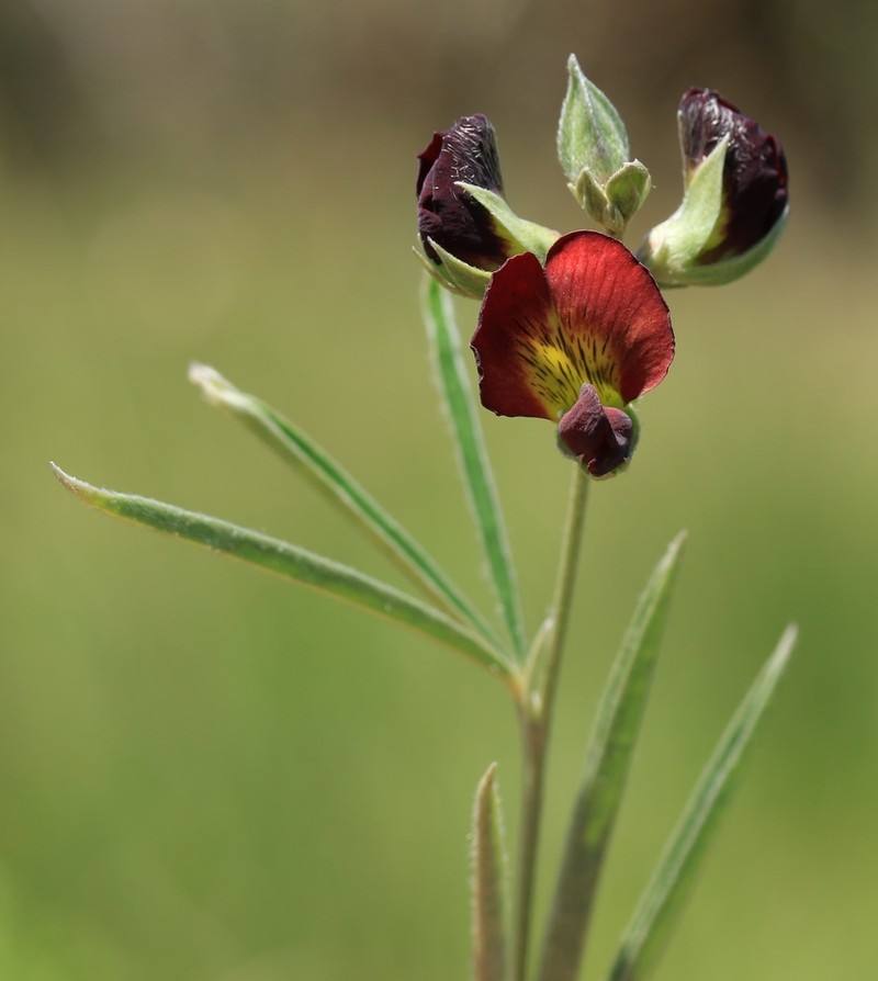 Argyrolobium tuberosum photo 5