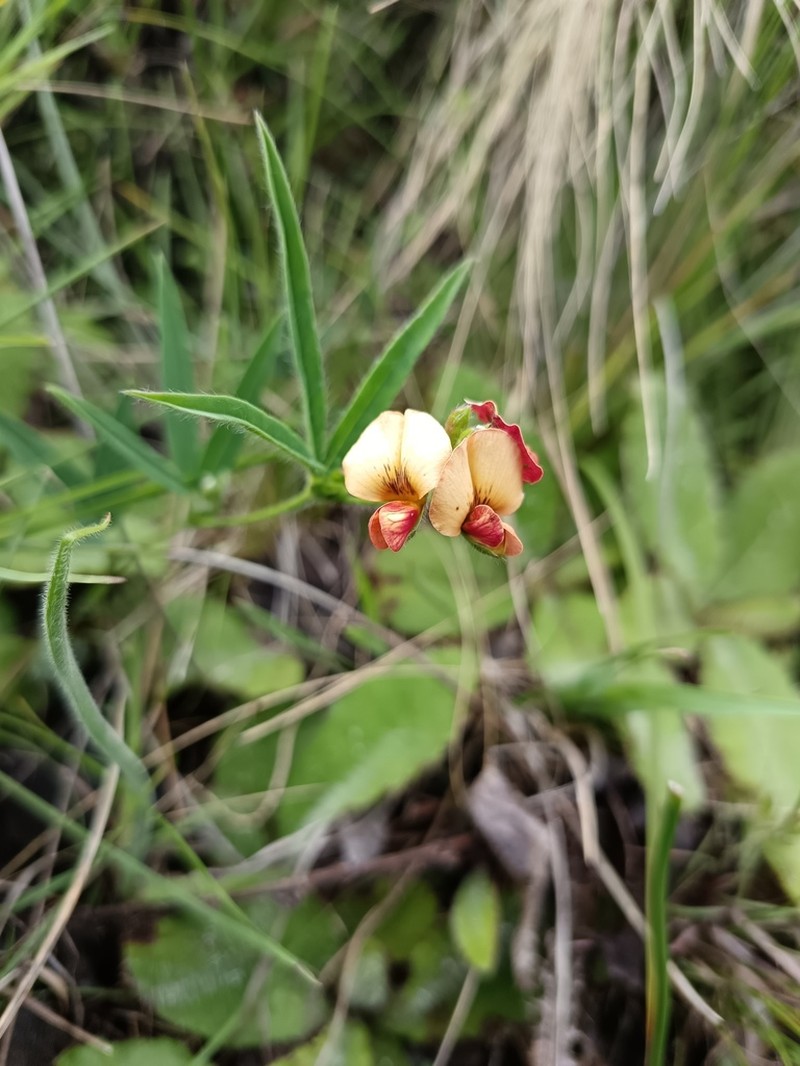 Argyrolobium tuberosum photo 6