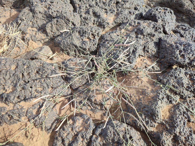 Argyrolobium uniflorum photo 2