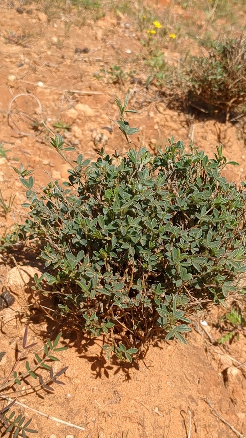 Argyrolobium uniflorum photo 3