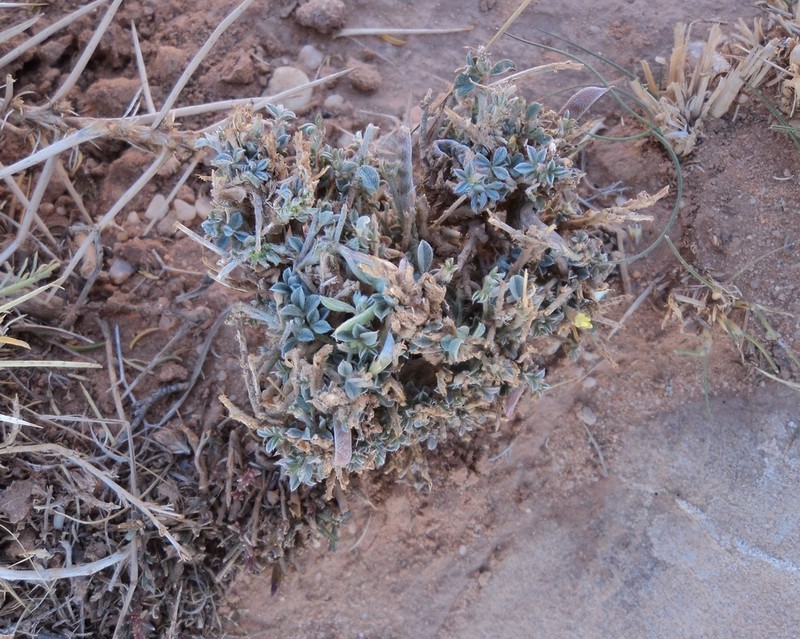 Argyrolobium uniflorum photo 4