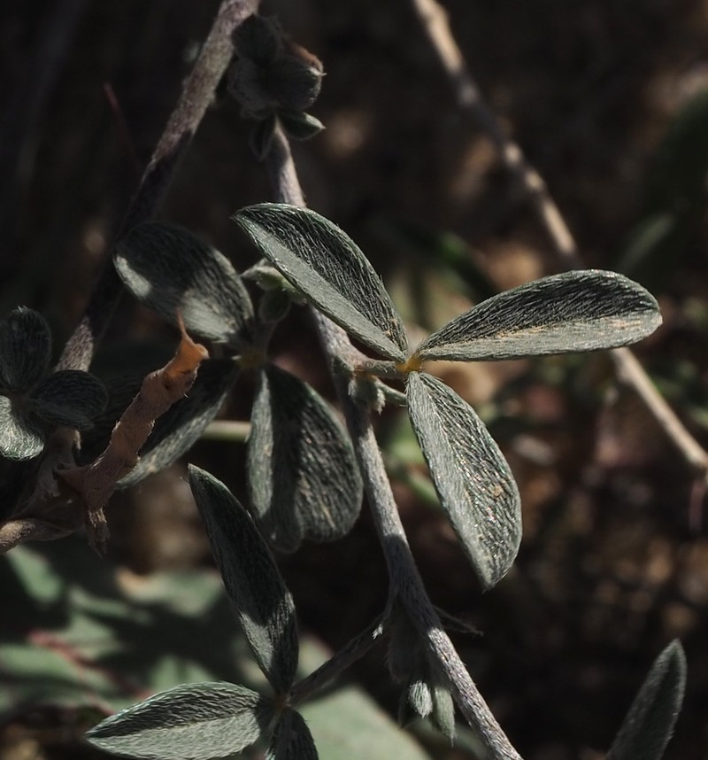 Argyrolobium uniflorum photo 5