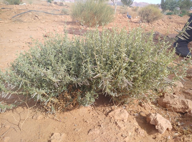 Argyrolobium uniflorum photo 6