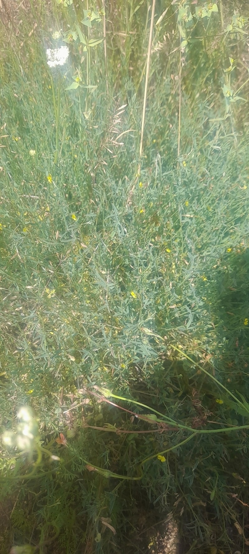Argyrolobium uniflorum photo 7