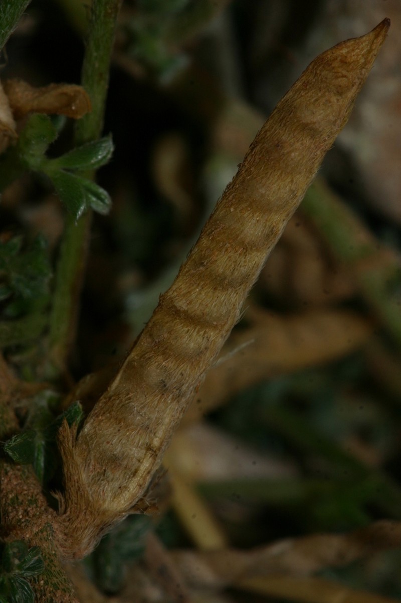 Argyrolobium uniflorum photo 8