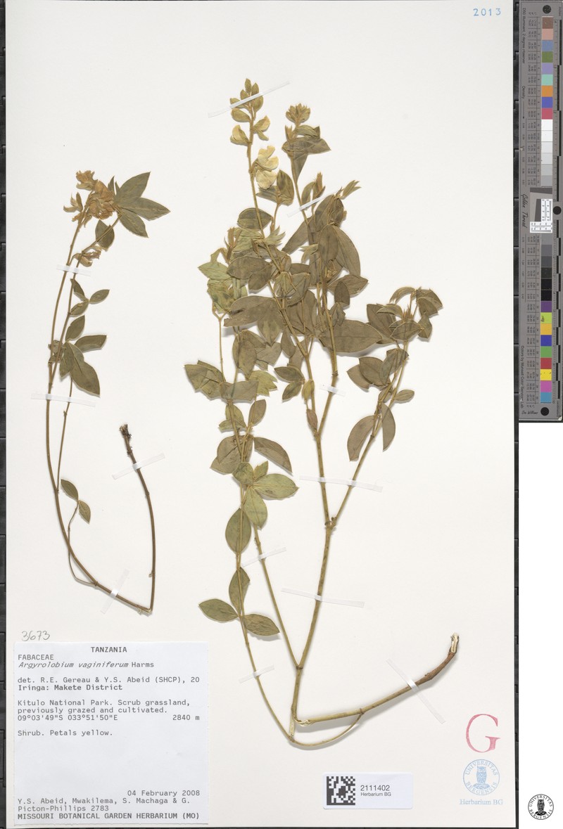 Argyrolobium vaginiferum