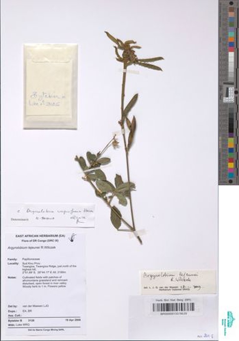 Argyrolobium vaginiferum photo 2