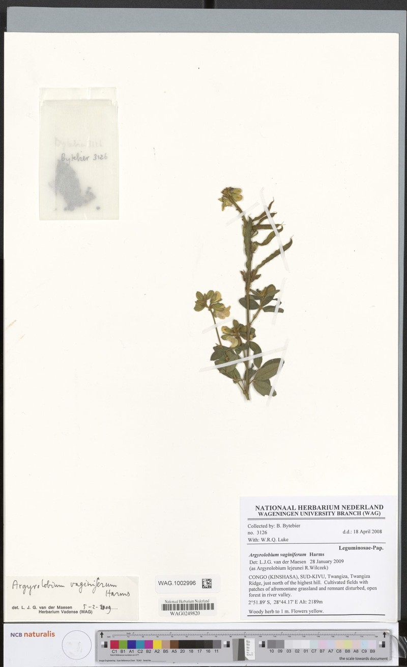Argyrolobium vaginiferum photo 3