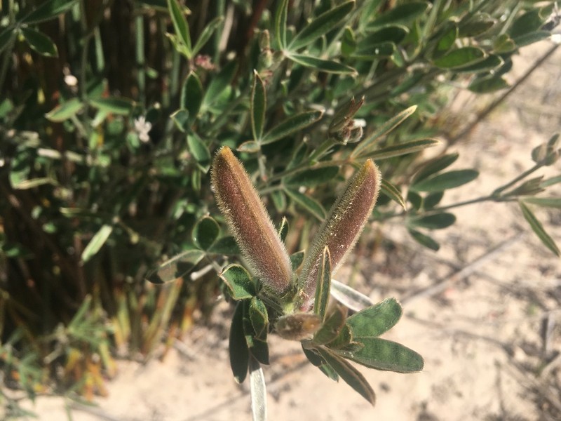 Argyrolobium velutinum