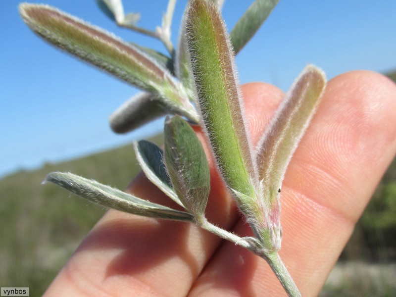 Argyrolobium velutinum photo 2