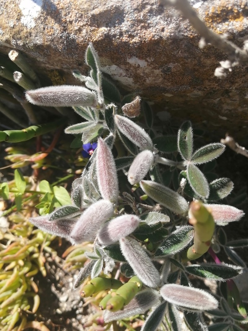 Argyrolobium velutinum photo 3