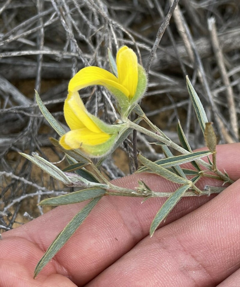 Argyrolobium velutinum photo 4