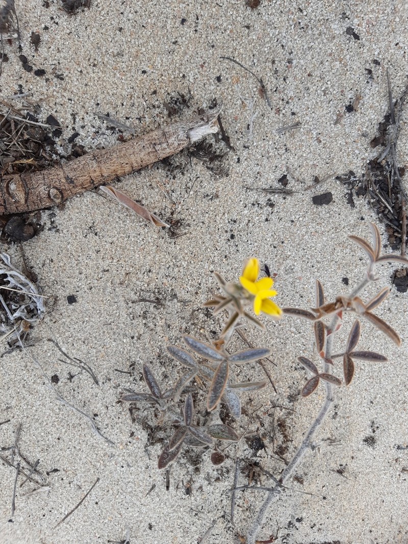 Argyrolobium velutinum photo 5