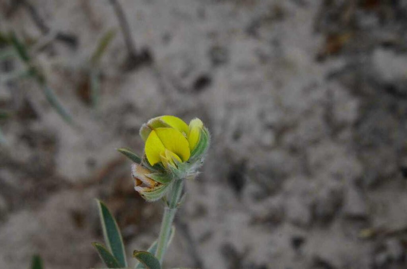 Argyrolobium velutinum photo 6