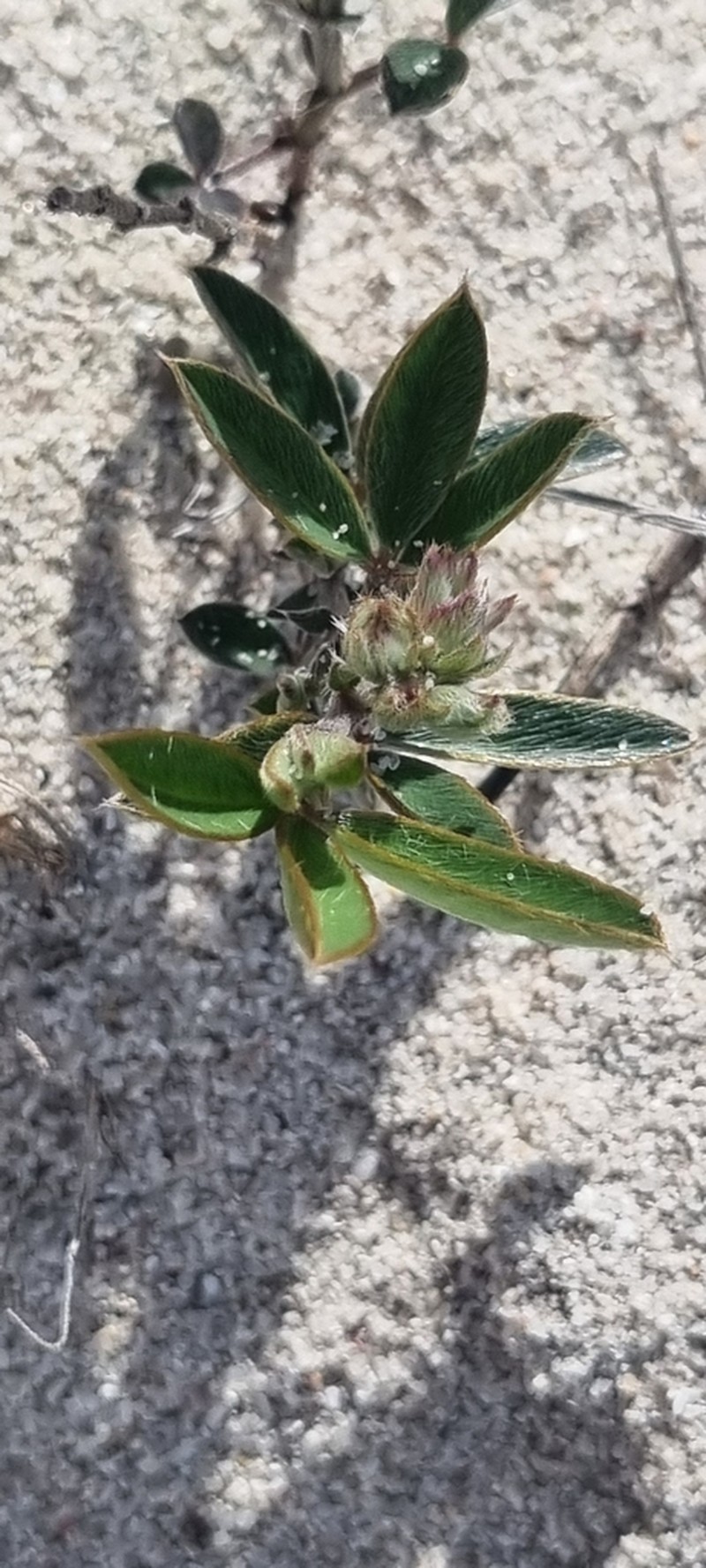 Argyrolobium velutinum photo 7