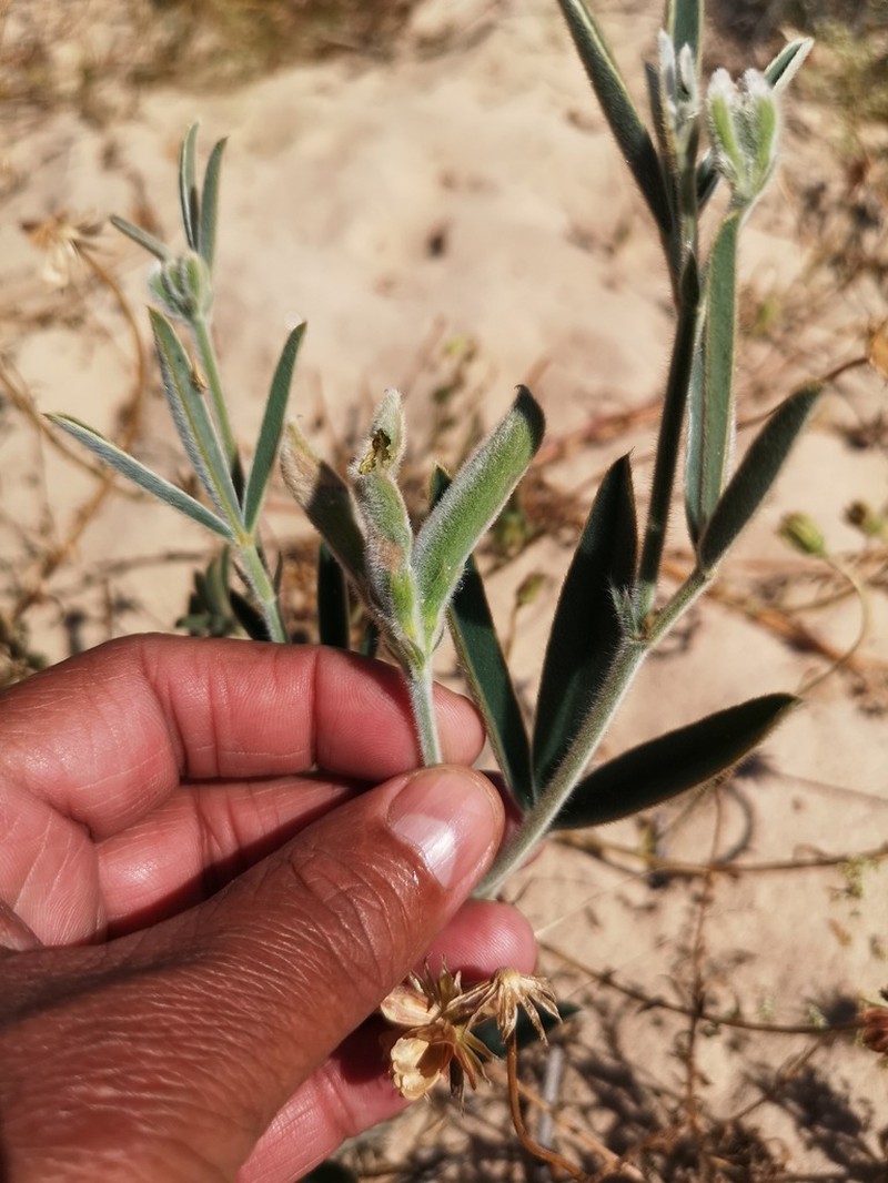 Argyrolobium velutinum photo 8