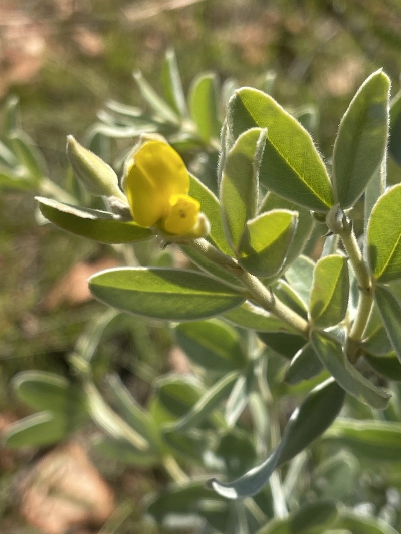Argyrolobium wilmsii