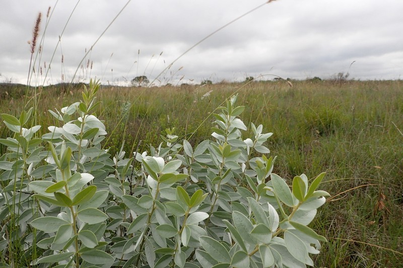 Argyrolobium wilmsii photo 2
