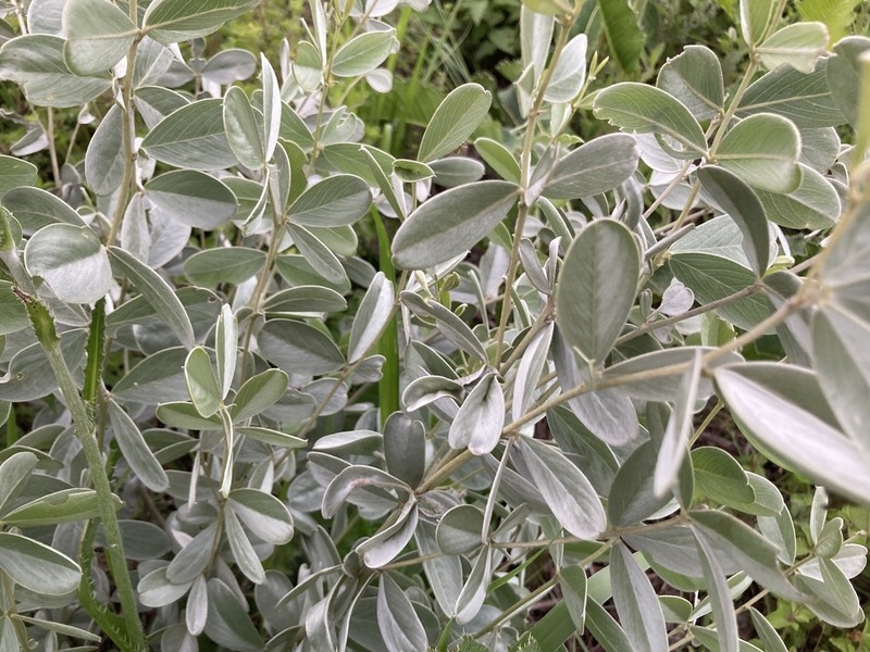 Argyrolobium wilmsii photo 4