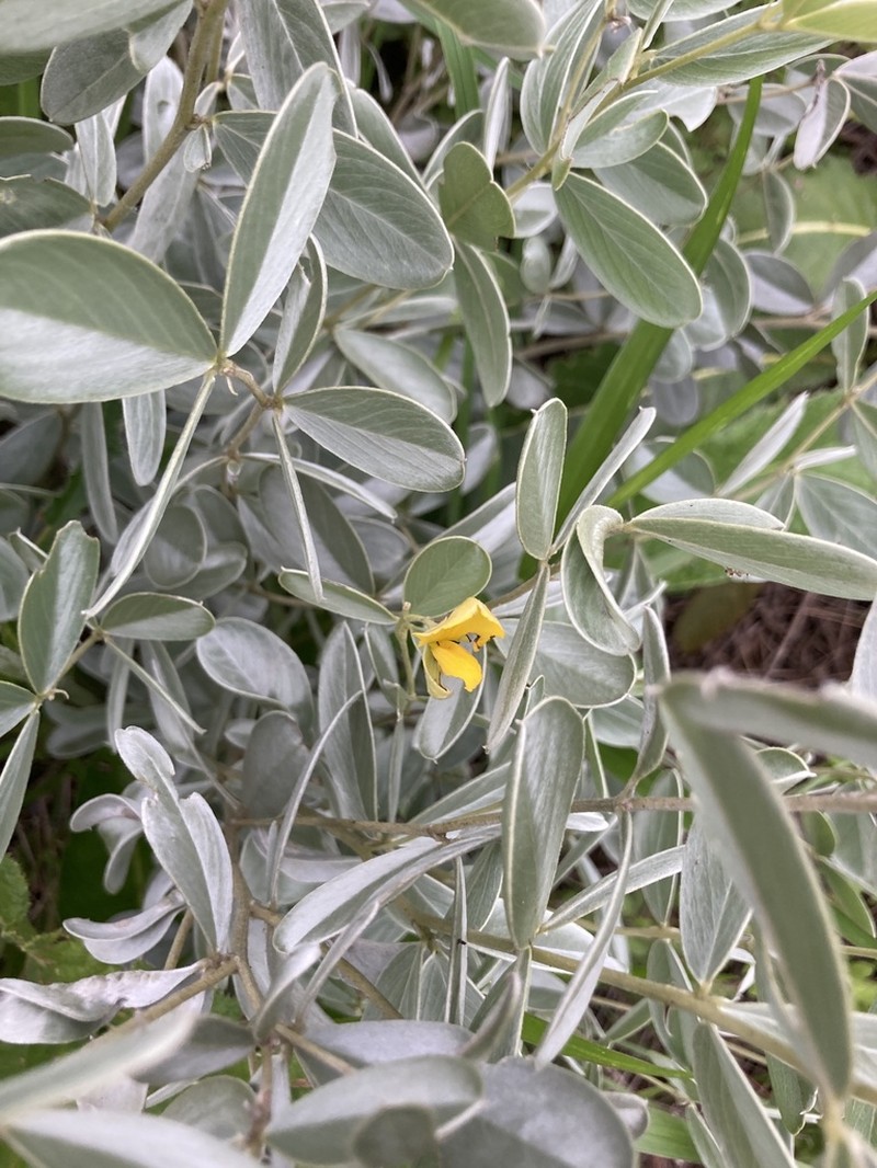 Argyrolobium wilmsii photo 5