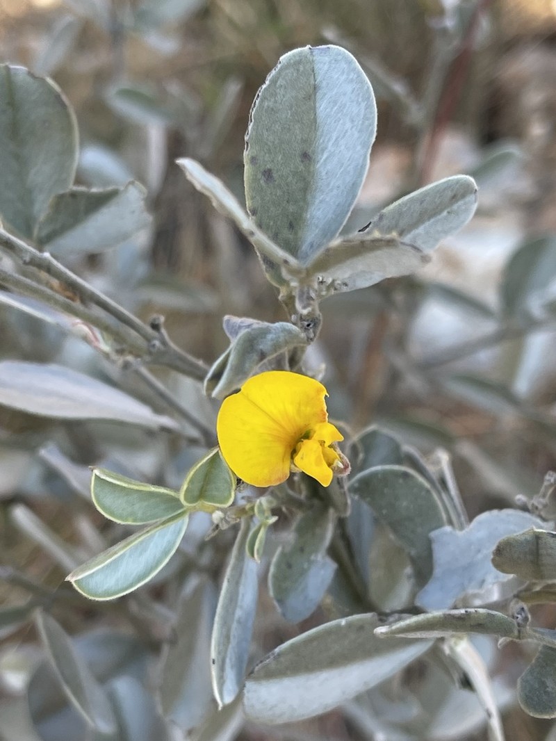 Argyrolobium wilmsii photo 6
