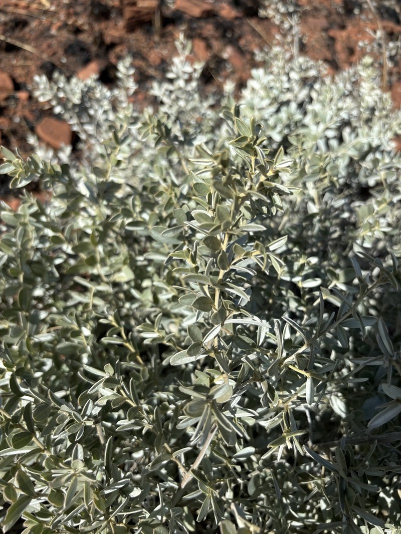 Argyrolobium wilmsii photo 7