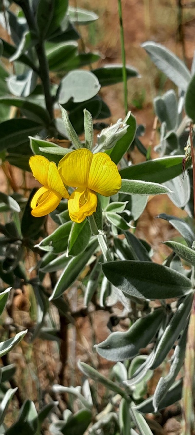 Argyrolobium wilmsii photo 8