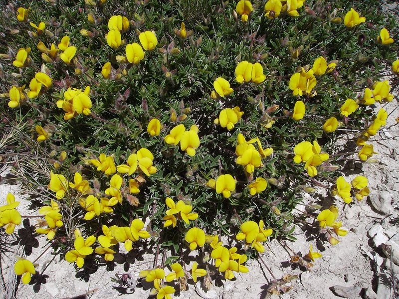 Argyrolobium zanonii photo 2