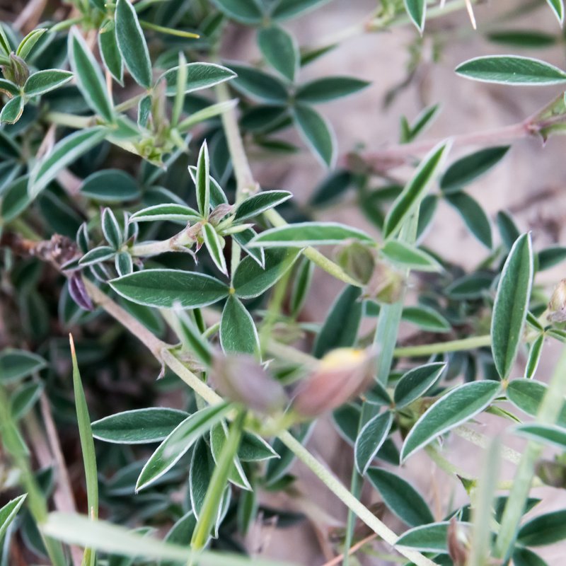 Argyrolobium zanonii photo 3