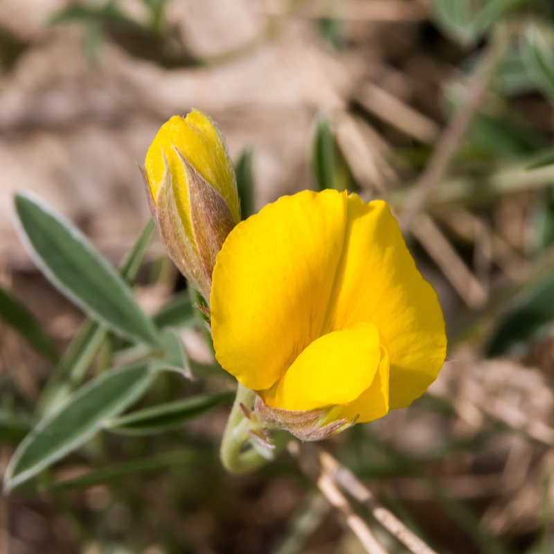 Argyrolobium zanonii photo 4