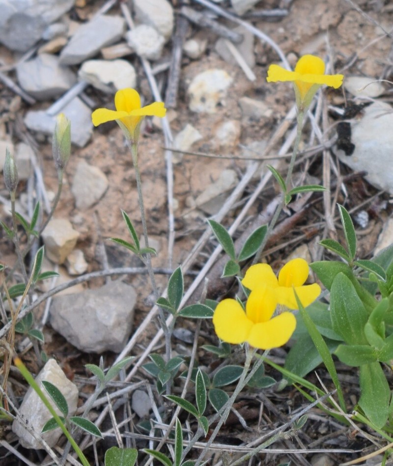 Argyrolobium zanonii photo 5