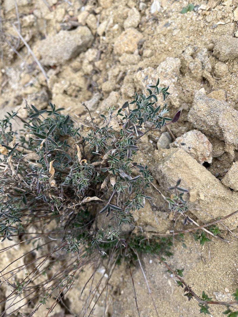 Argyrolobium zanonii photo 6