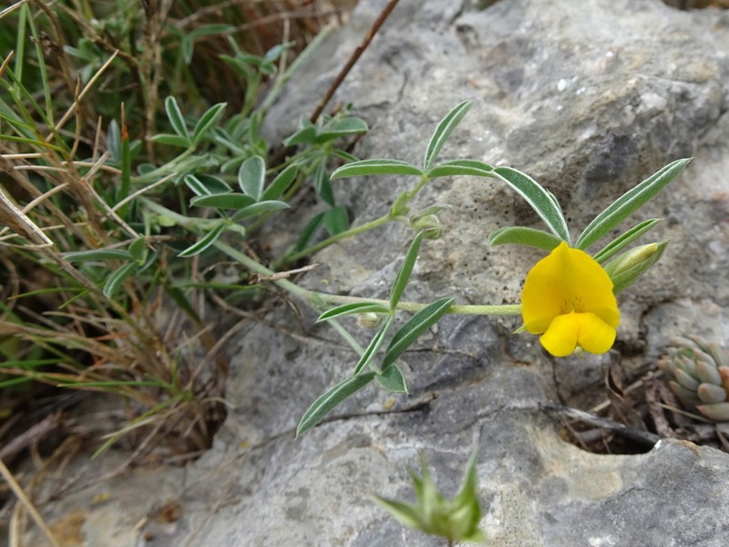 Argyrolobium zanonii photo 7