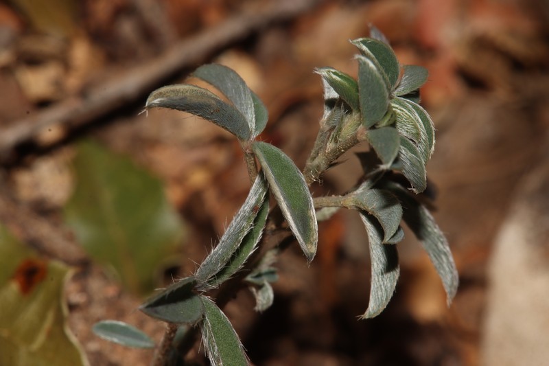 Argyrolobium zanonii subsp. zanonii