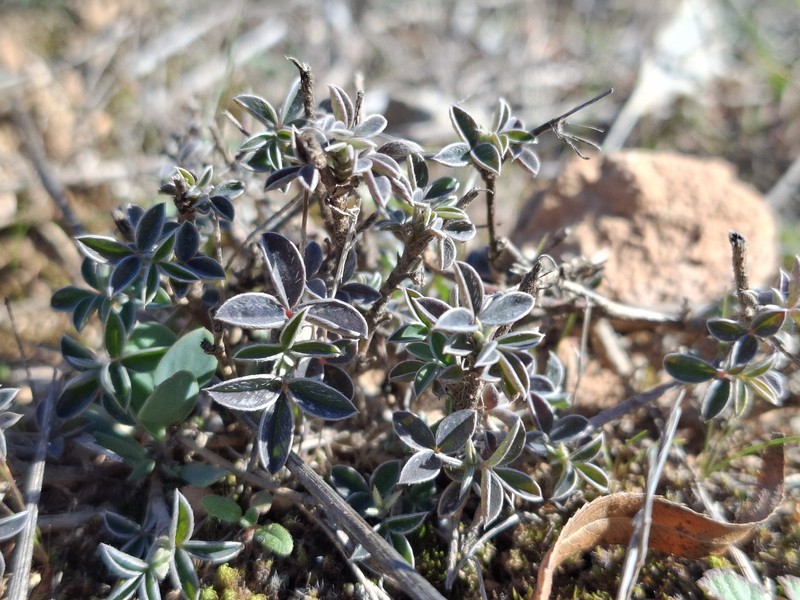 Argyrolobium zanonii subsp. zanonii photo 2