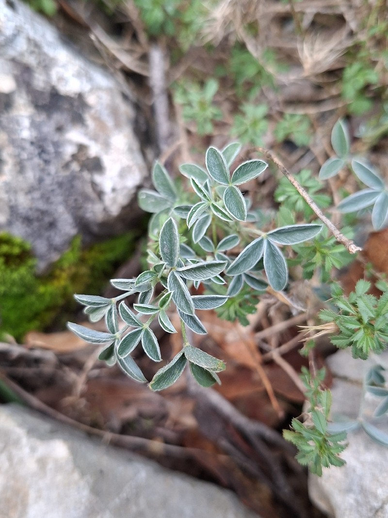 Argyrolobium zanonii subsp. zanonii photo 3