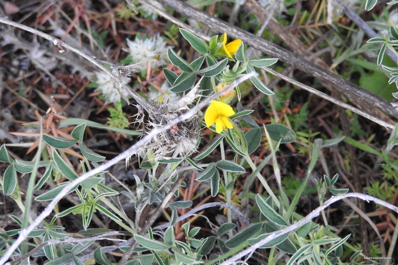 Argyrolobium zanonii subsp. zanonii photo 4